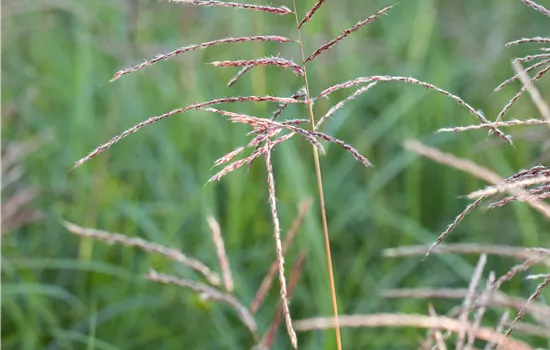 Miscanthus sinensis 'Flamingo'