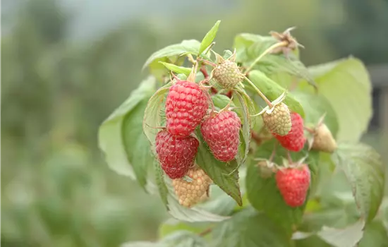 Rubus id.'Sugana' -R- CAC