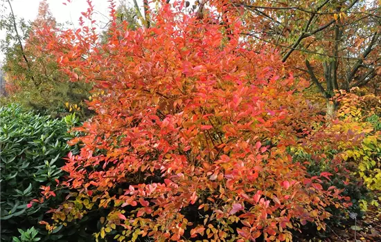 Vaccinium corymb.'Goldtraube' CAC