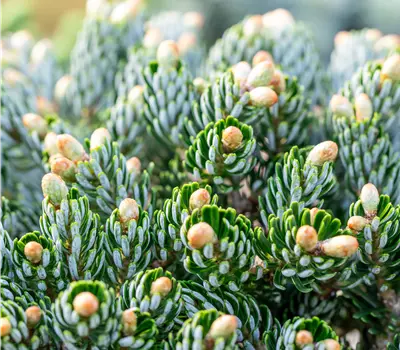 Abies korean.'Kohout's Icebreaker' -R--S-