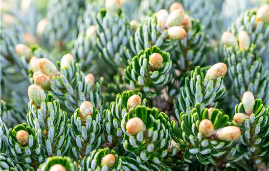 Abies korean.'Kohout's Icebreaker' -R--S-