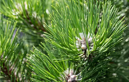 Pinus nigra 'Schwarzenberg'
