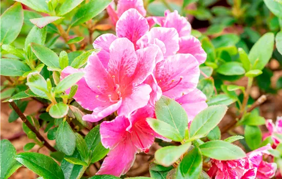 Rhododendron obt.'Pink Poetry' -R-