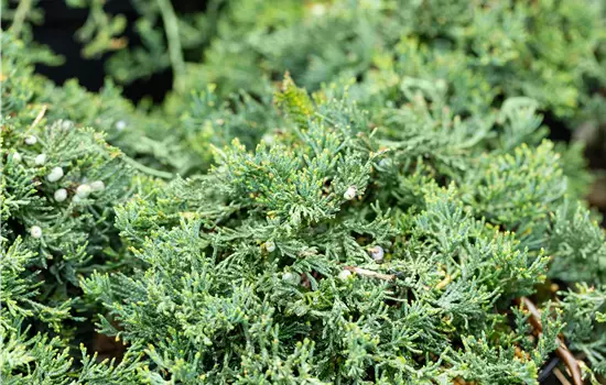 Juniperus horizontalis 'Wiltonii'