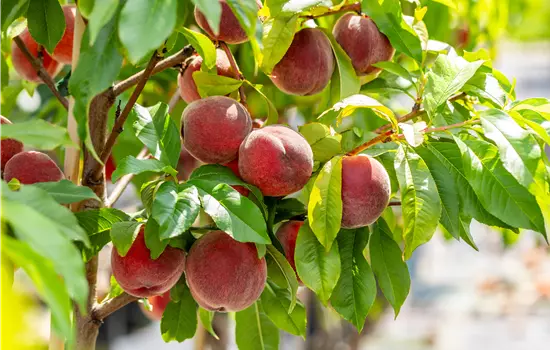 Prunus persica 'Red Haven' CAC