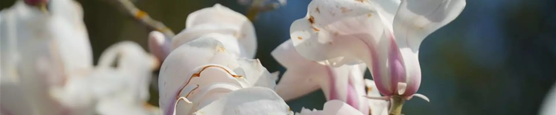 DSC07422-0-364-1616-346