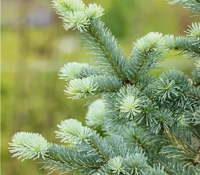 Abies lasiocarpa 'Compacta'