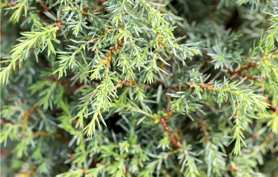 Juniperus com.'Excelsa'
