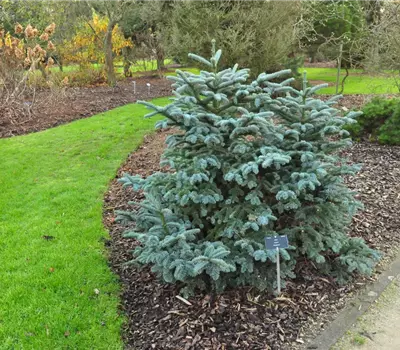 Abies procera 'Obrighofen'
