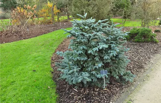 Abies procera 'Obrighofen'