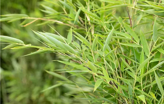 Fargesia 'Green Lion'