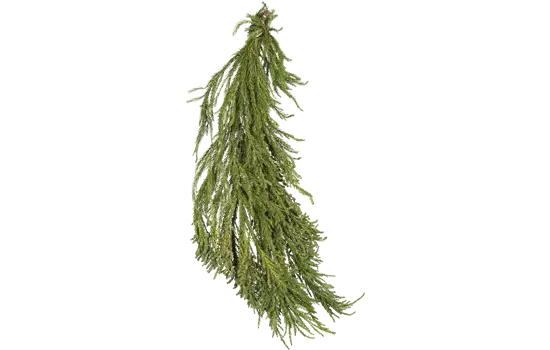 Cryptomeria japonica 'Spiralis'