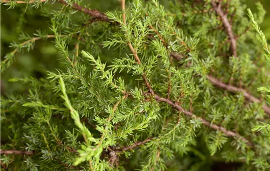 Juniperus com.'Hornibrookii'