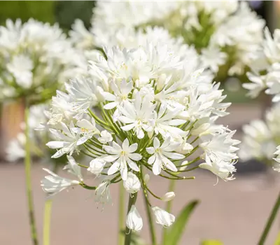 Agapanthus africanus 'Arctic Star'