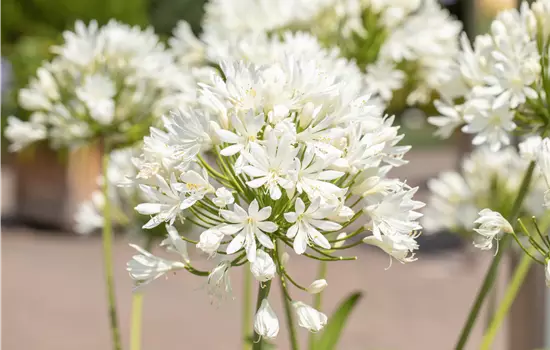 Agapanthus africanus 'Arctic Star'
