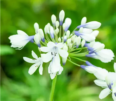 Agapanthus africanus 'Twister'