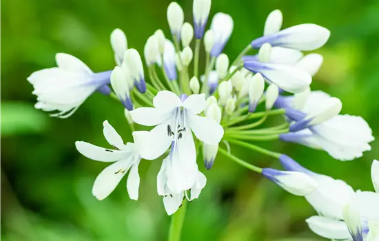 Agapanthus africanus 'Twister'