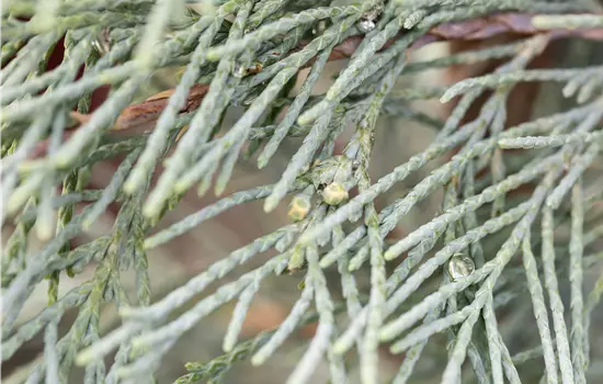 Juniperus scopulorum 'Wichita Blue'