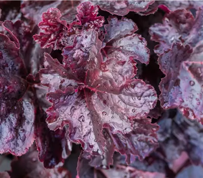 Heuchera micrantha 'Obsidian' -R-