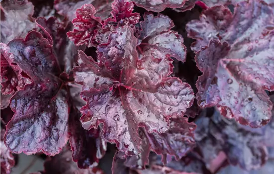 Heuchera micrantha 'Obsidian' -R-