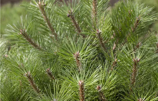 Pinus nigra 'Brepo' -R-