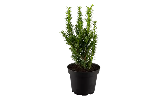 Taxus cuspidata 'Lescow'