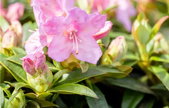 Rhododendron keleticum 'Robert Seleger'