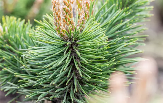 Pinus uncinata 'Ildico'