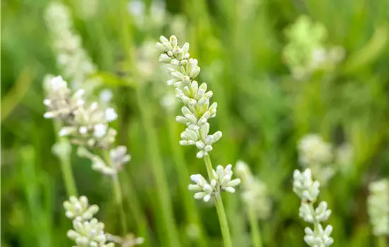 Lavandula angustifolia 'Arctic Snow'