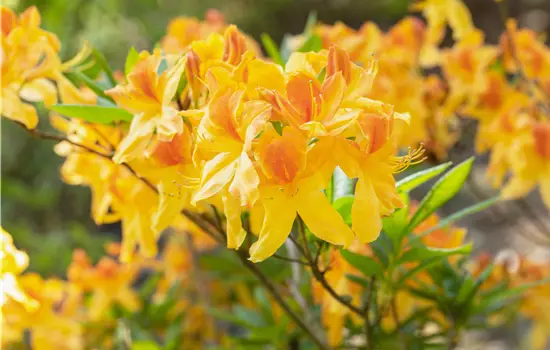 Rhododendron luteum 'Sun Star'