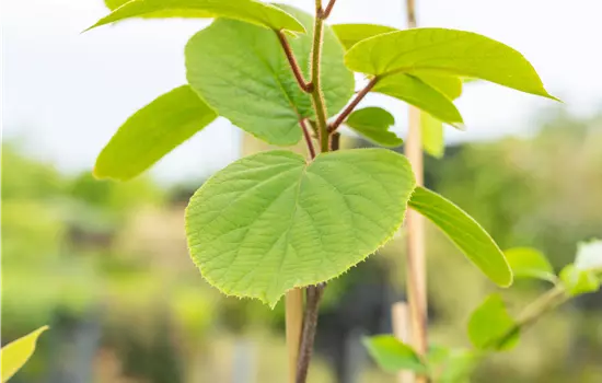 Actinidia 'Matua'