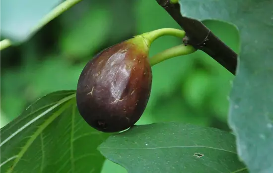 Ficus carica 'Ronde de Bordeaux' CAC