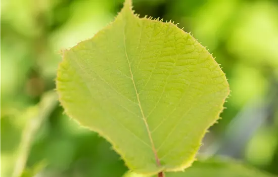 Actinidia deliciosa 'Hayward'