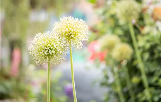 Allium i.S.