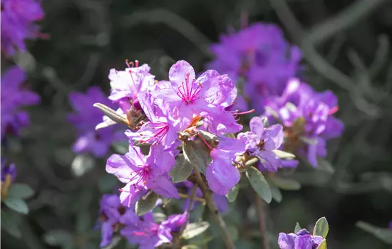 Rhododendron russatum 'Lauretta'
