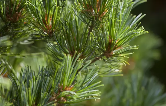 Pinus parviflora 'Kokuho'