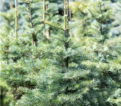 Abies concolor
