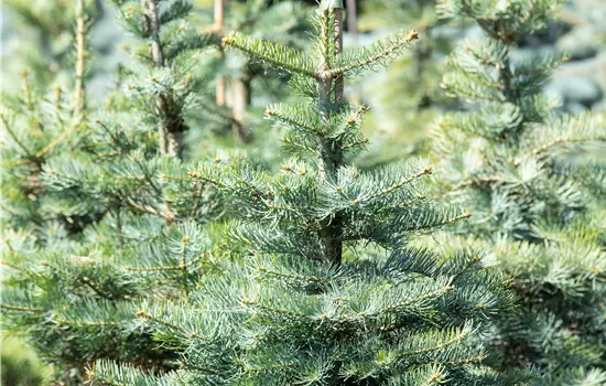 Abies concolor