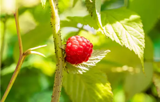 Rubus id.'Glen Ample' -S- CAC