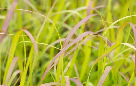 Panicum virgatum 'Shenandoah'
