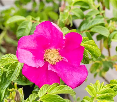 Rosa rugosa rubra