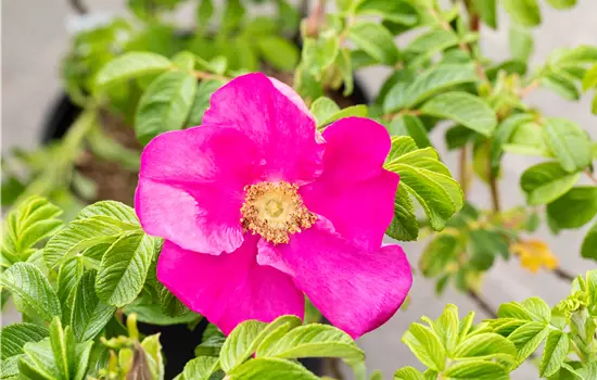 Rosa rugosa rubra