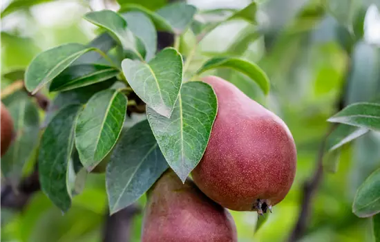 Pyrus com. 'Decora'