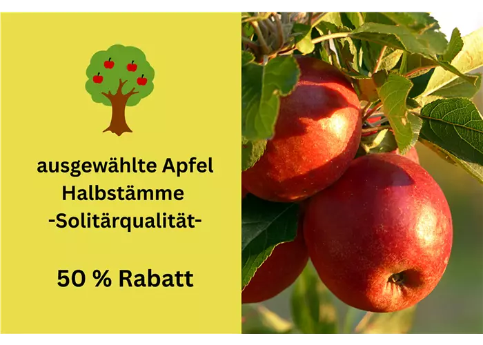 Apfelbaum Aktion 50 %
