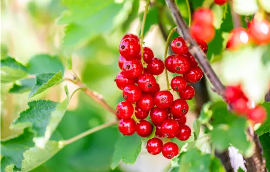 Ribes rubrum 'Jonkheer van Tets' CAC I