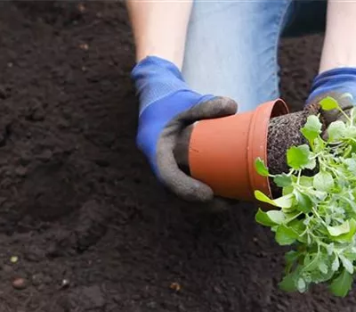 Blaukissen - Einpflanzen im Garten Blaukissen - Einpflanzen im Garten
