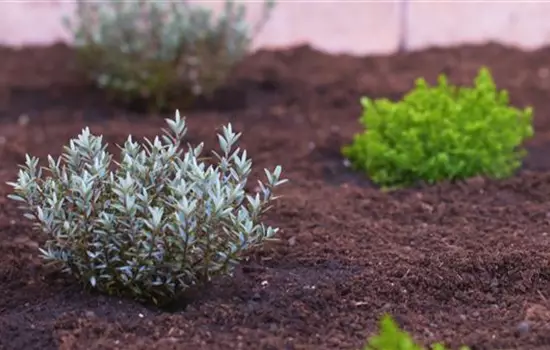Strauchveronika - Einpflanzen im Garten