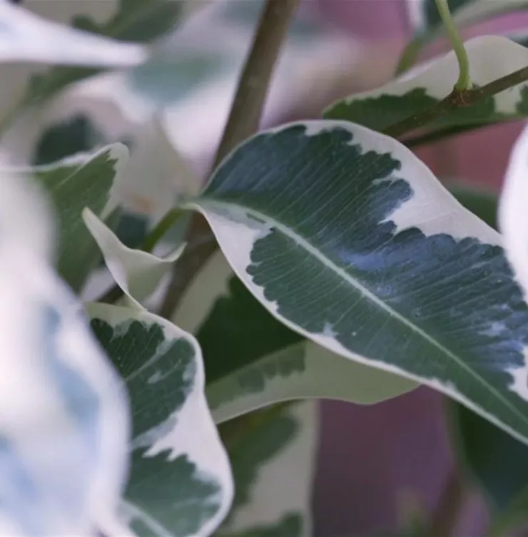 Birkenfeige - Umtopfen Birkenfeige - Umtopfen