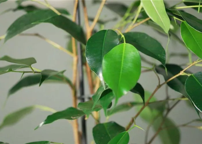 Zimmerpflanzenportrait - Birkenfeige