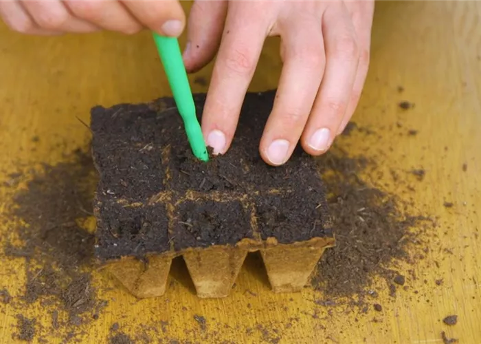 Gemüsepaprika - Aussaat